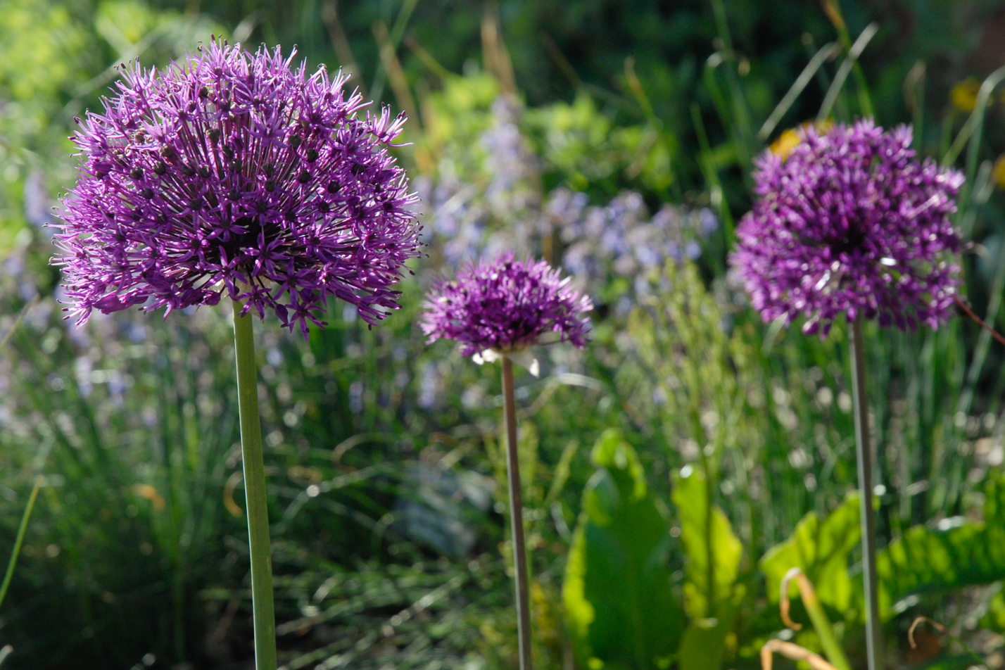 Purple Sensation Allium